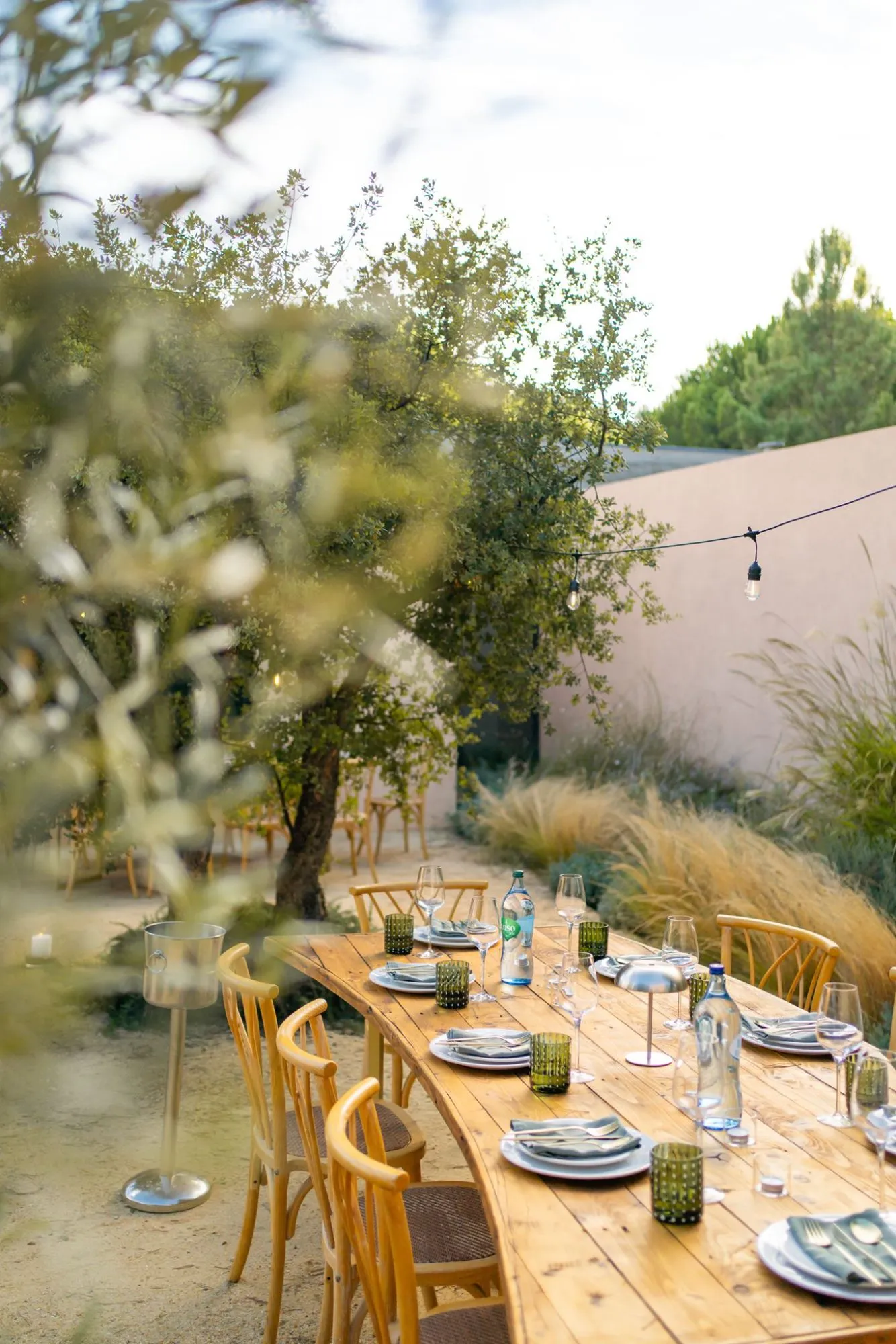 A long dinner table set beneath an olive tree
